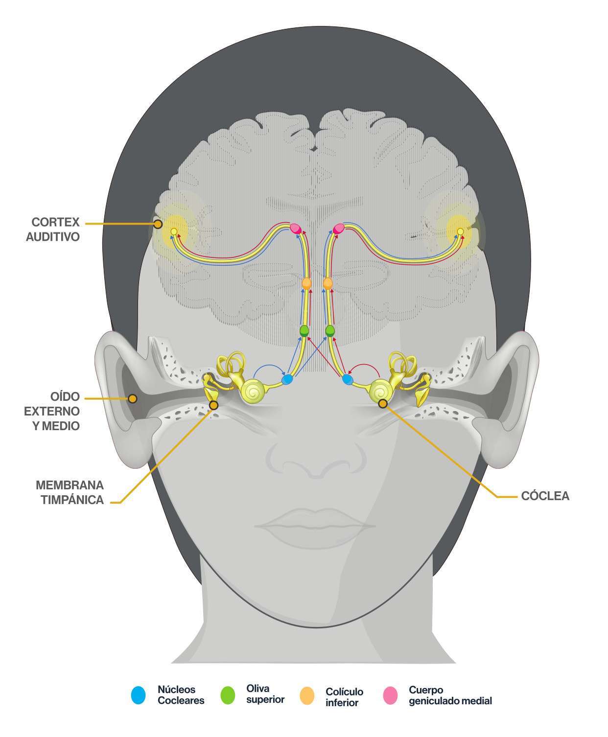 audicion binaural