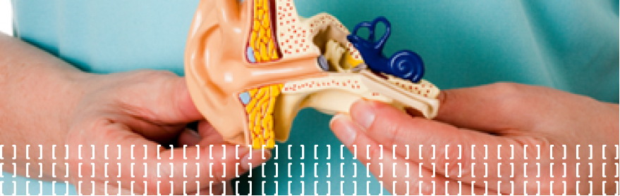 Anatomia de la oïda Group 28